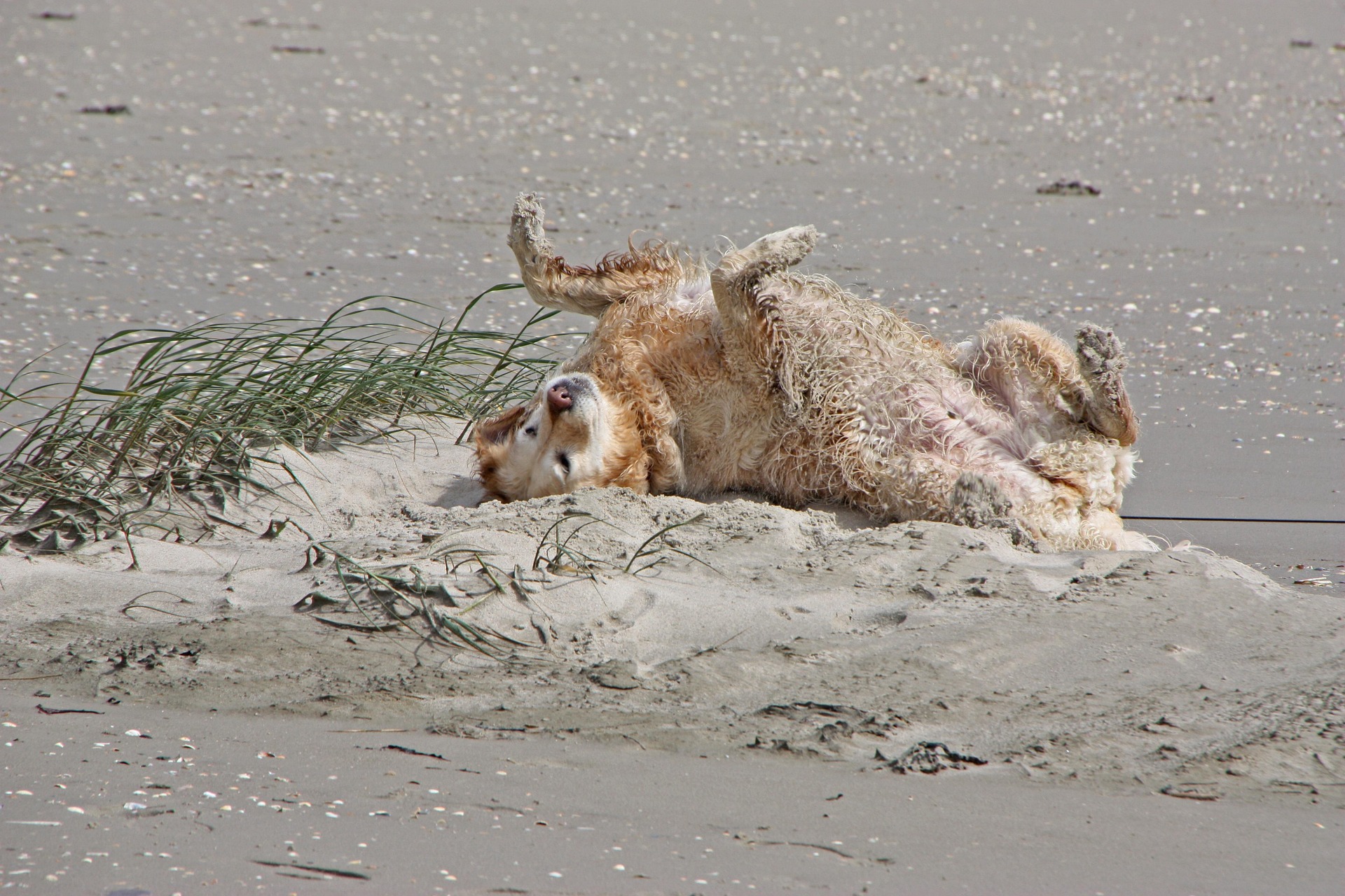 Hund am Strand auf Sylt
