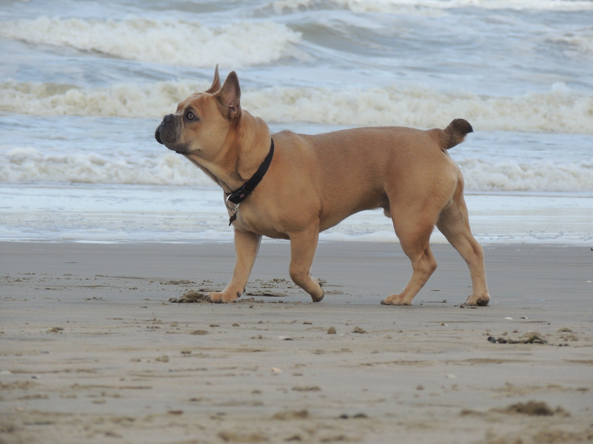 Hund am Strand auf Sylt