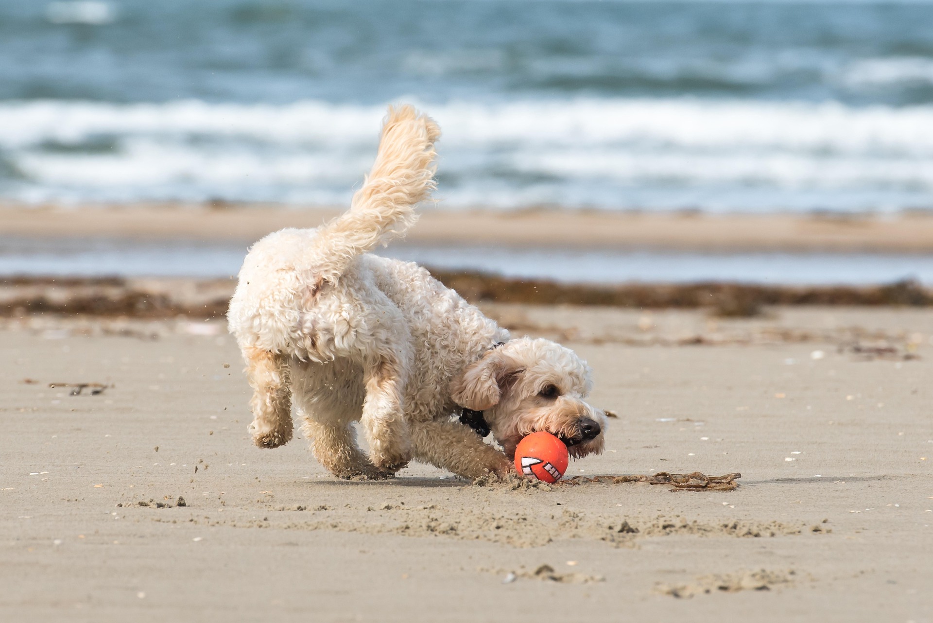 Hund am Strand auf Sylt
